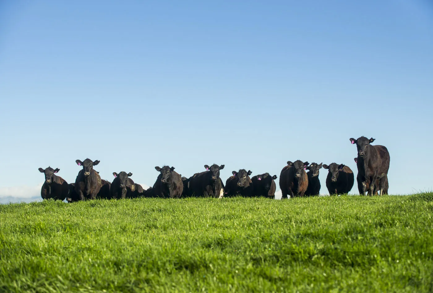 Photo: Beef + Lamb New Zealand
